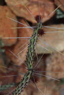 Sivun Cylindropuntia tesajo (Engelm. ex J. M. Coult.) F. M. Knuth kuva