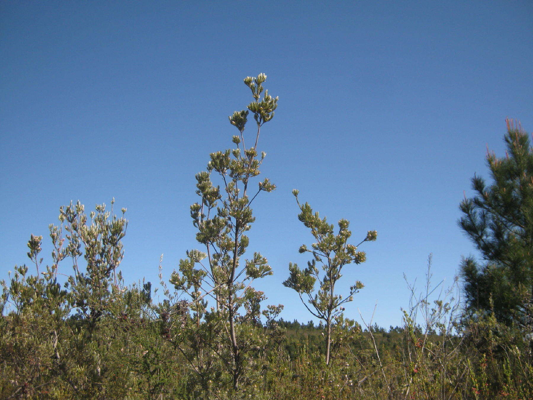 Image of Leucadendron uliginosum subsp. uliginosum