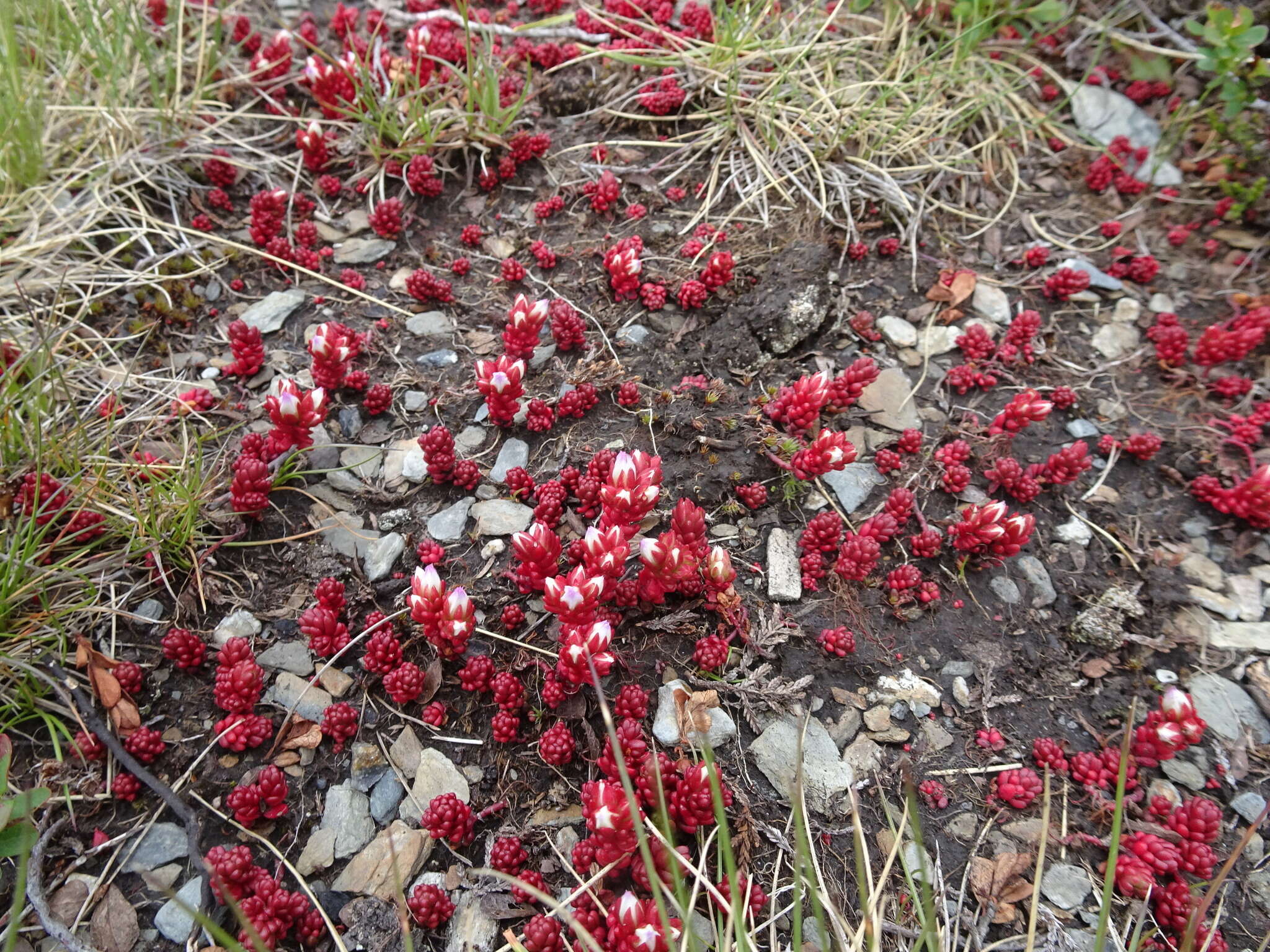 Imagem de Sedum candollei