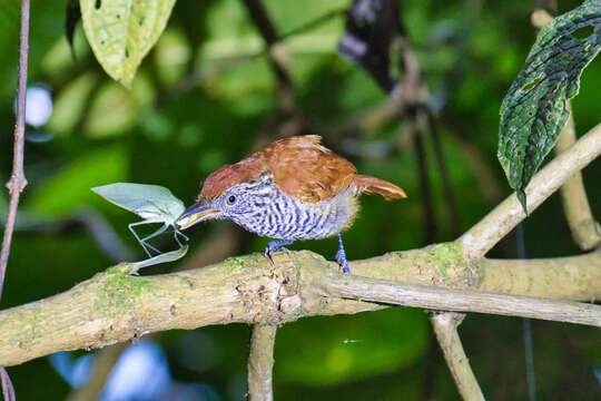 Image of Lined Antshrike