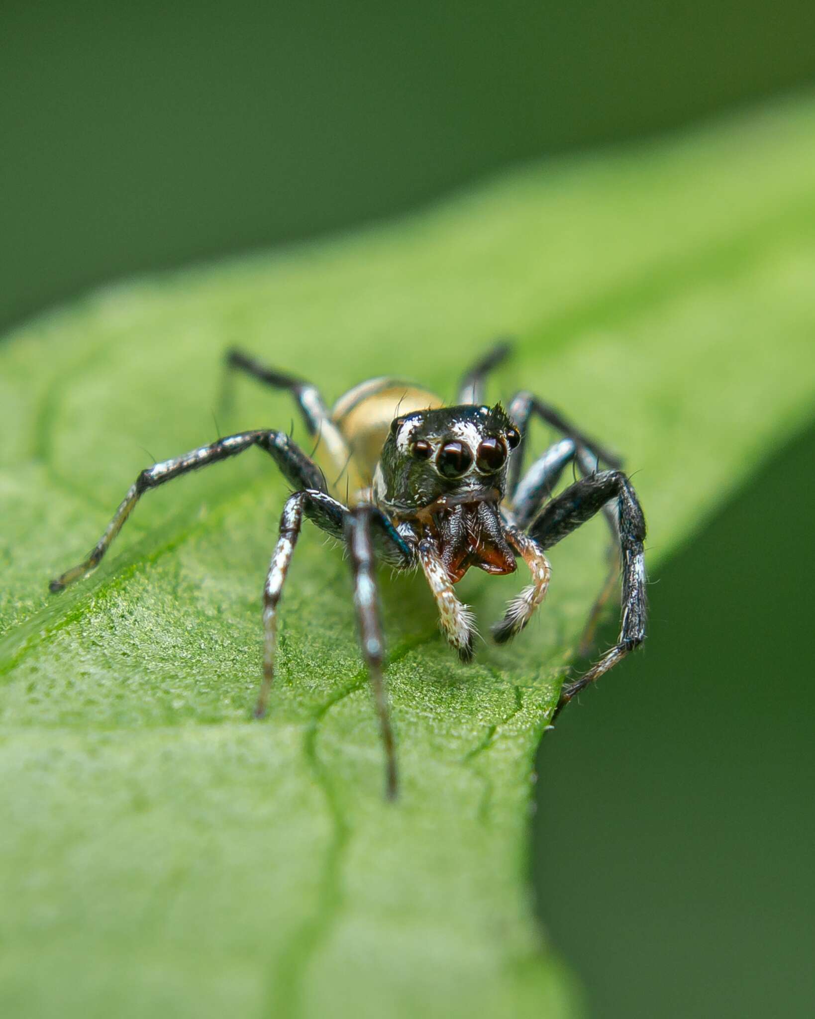 صورة Phintella piatensis Barrion & Litsinger 1995