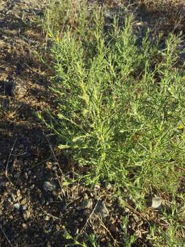 Image of stink aster