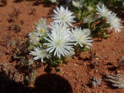 Image of Mesembryanthemum rapaceum Jacq.