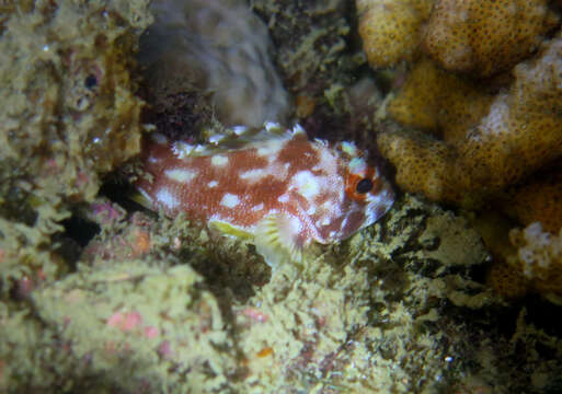 Image of Coral scorpionfish