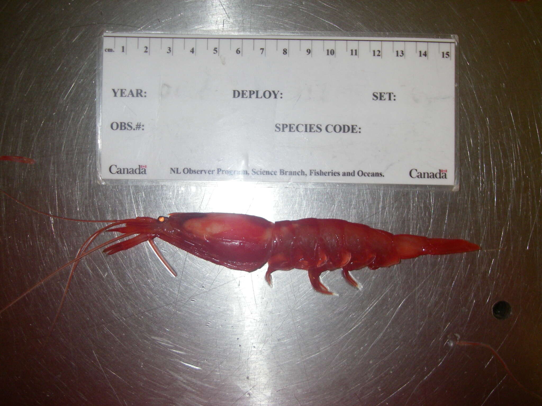 Image of Crimson glass shrimp