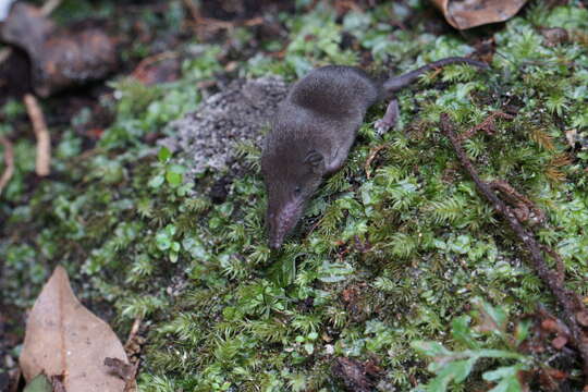 Image of Reddish-gray Musk Shrew