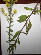 صورة Solidago hispida Muhl. ex Willd.