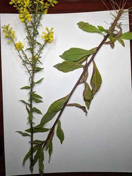 Image of hairy goldenrod