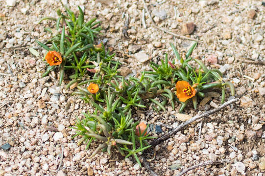 Image of shrubby purslane