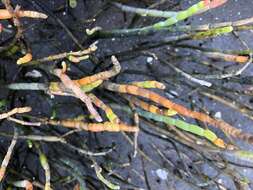 Image of Perennial Glasswort