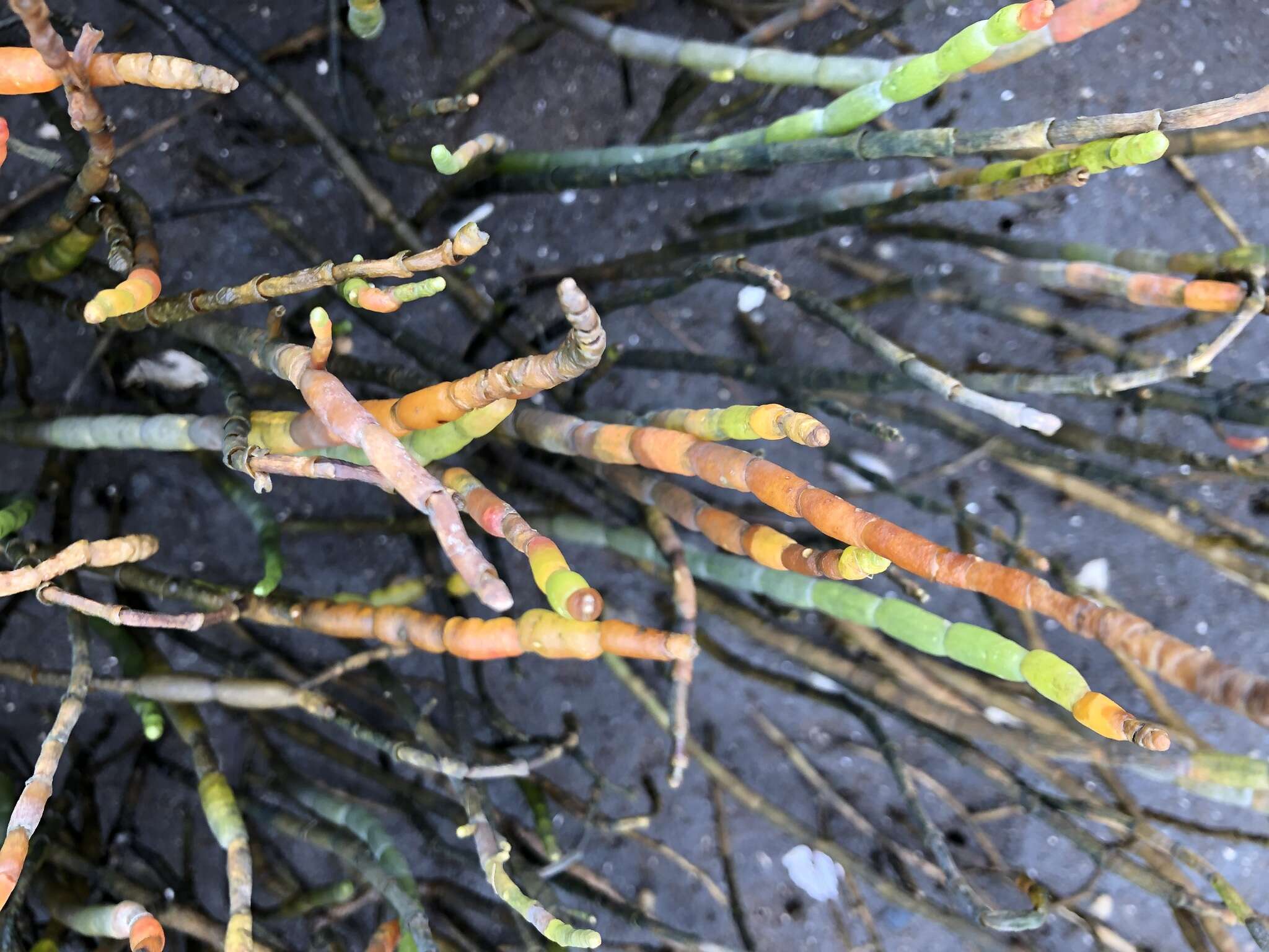 Image of Perennial Glasswort