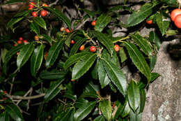 Слика од Ilex rubra S. Wats.