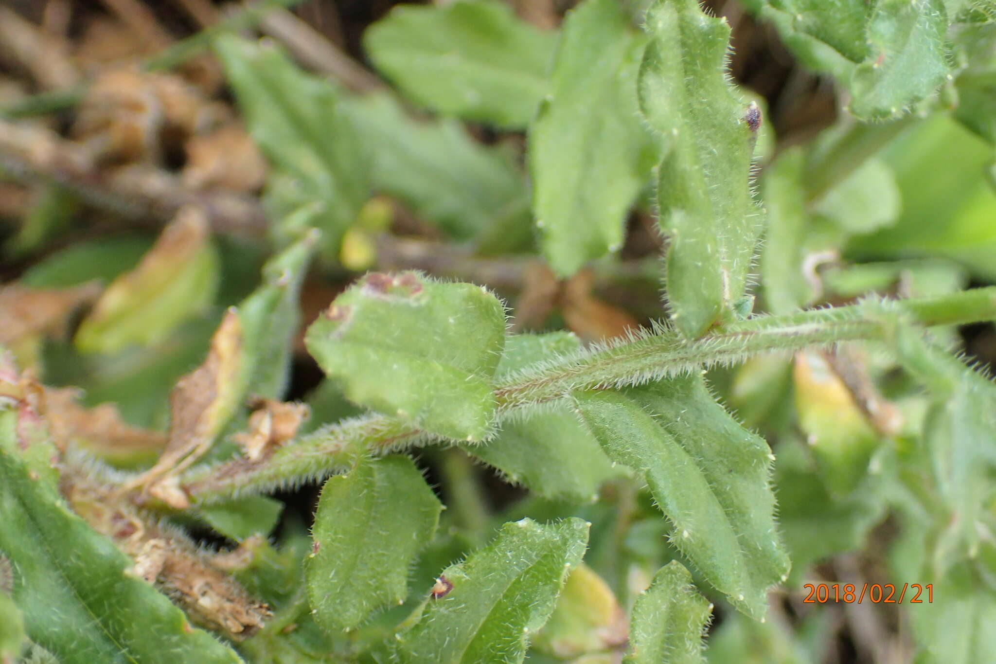 Image of Wahlenbergia cuspidata Brehmer