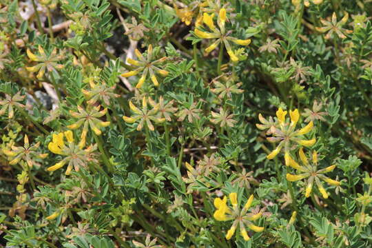 Image of Horseshoe-vetch