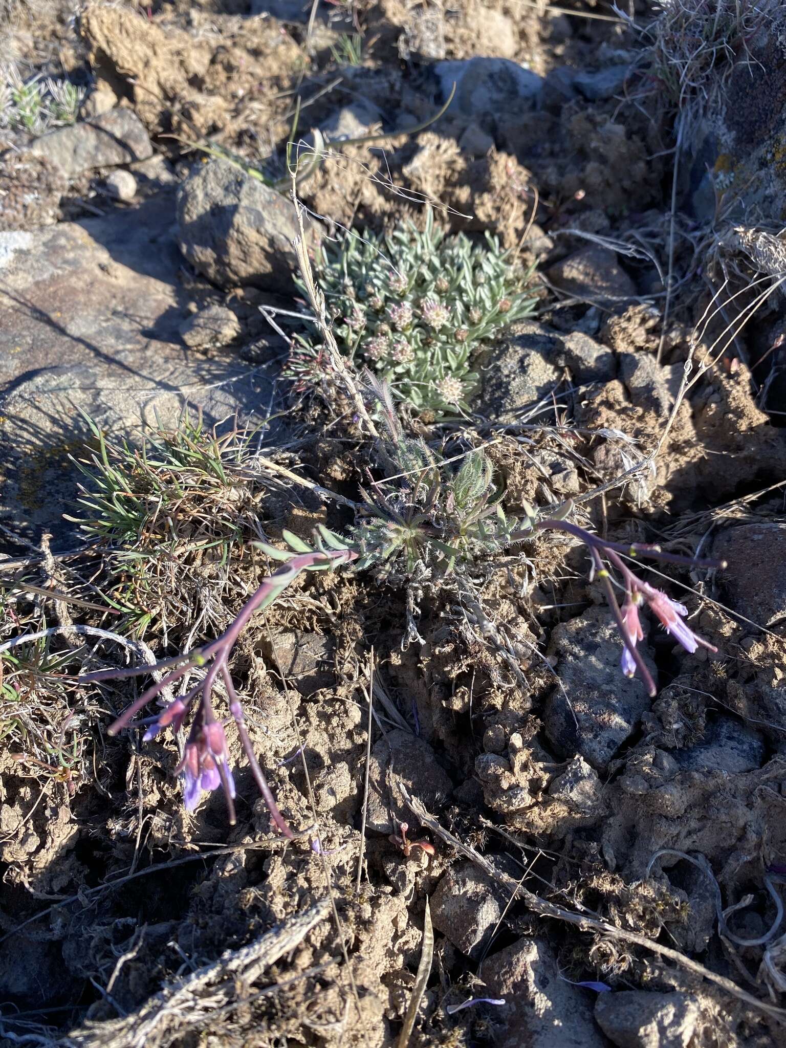 Image of Cusick's rockcress