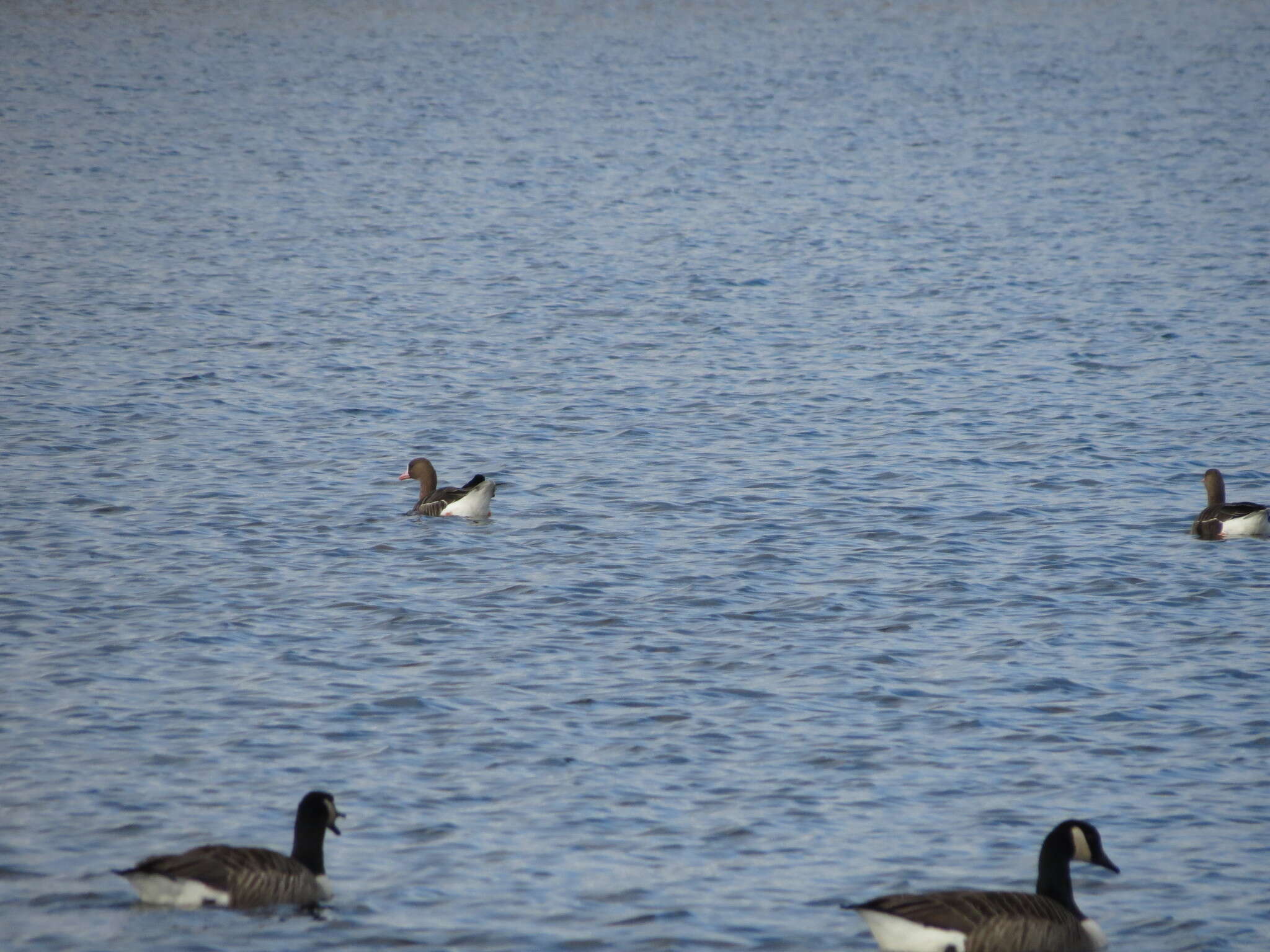 Image of Eurasian White-fronted Goose