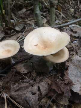 Image of funnel clitocybe