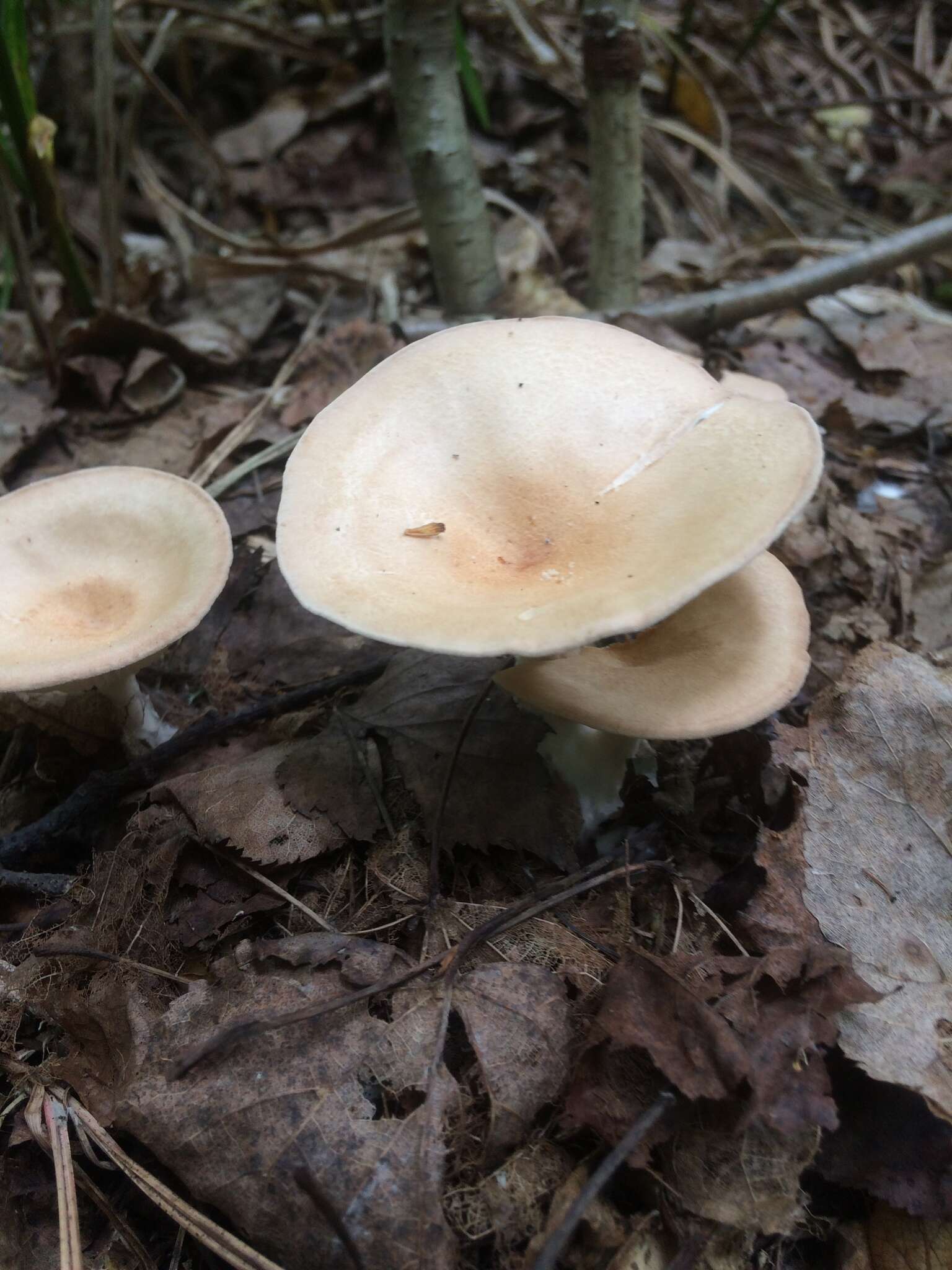 Слика од Clitocybe gibba (Pers.) P. Kumm. 1871