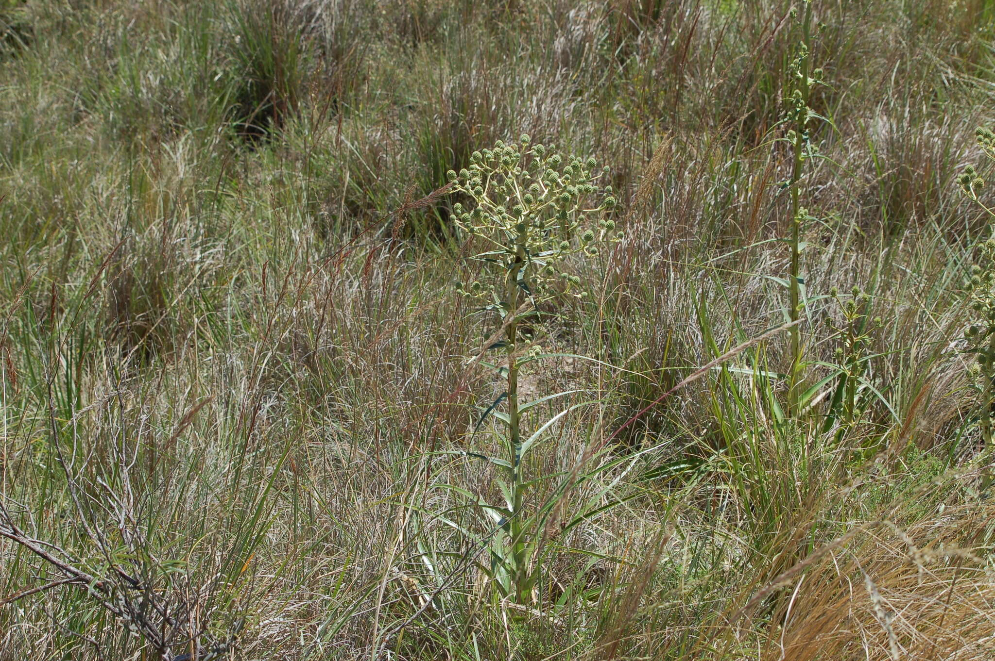 Eryngium horridum Malme resmi