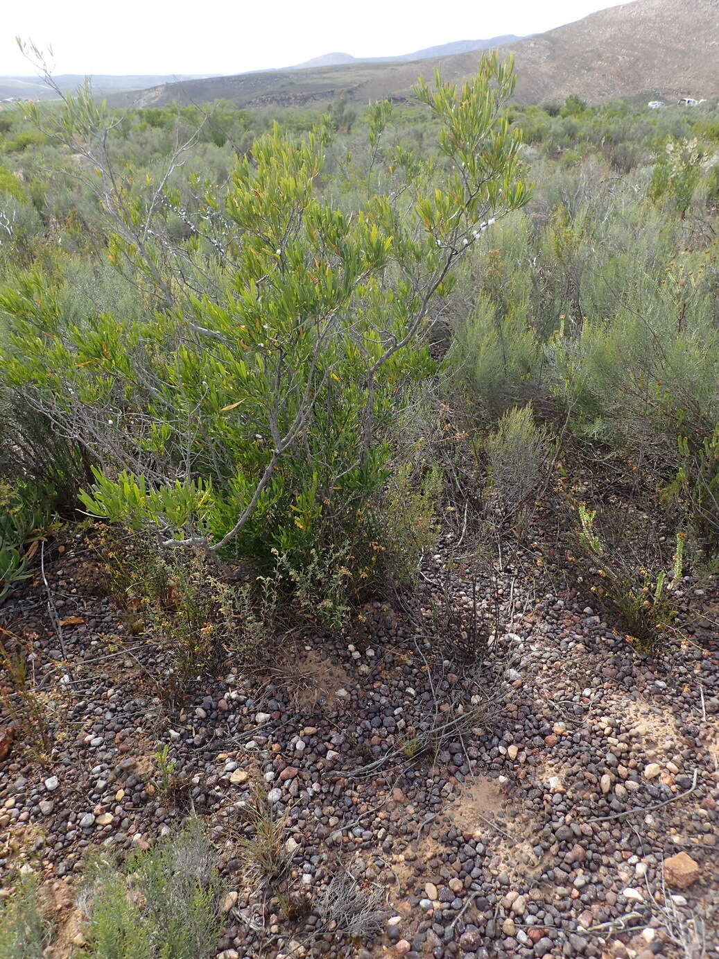 Image of Dodonaea viscosa subsp. viscosa