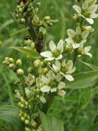 Image of Veratrum dahuricum (Turcz.) O. Loes.