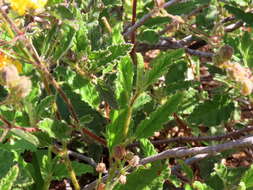 Image of Hermannia prismatocarpa E. Mey.