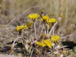 Sivun Taraxacum serotinum (Waldst. & Kit.) Poir. kuva