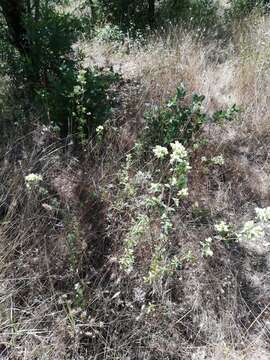 Image of Origanum vulgare subsp. virens (Hoffmanns. & Link) Ietsw.