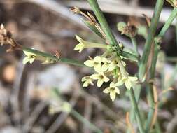 Image of Asperula aristata subsp. scabra Nyman