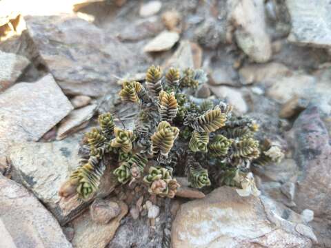 Image of Veronica densifolia F. Muell.