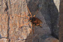 Image of <i>Urocerus flavicornis</i>