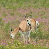 Image of Black Springbok