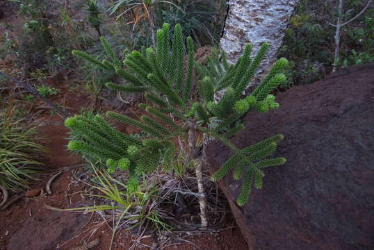 Imagem de Araucaria rulei F. Muell.