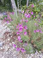 Image de Epilobium dodonaei Vill.