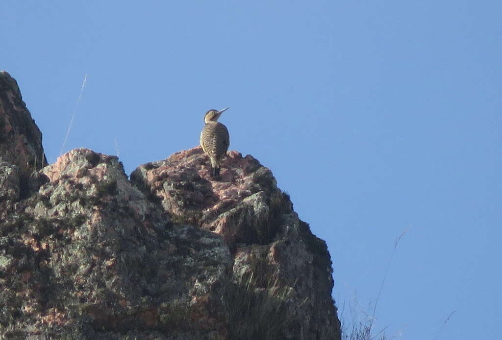 Image of Andean Flicker