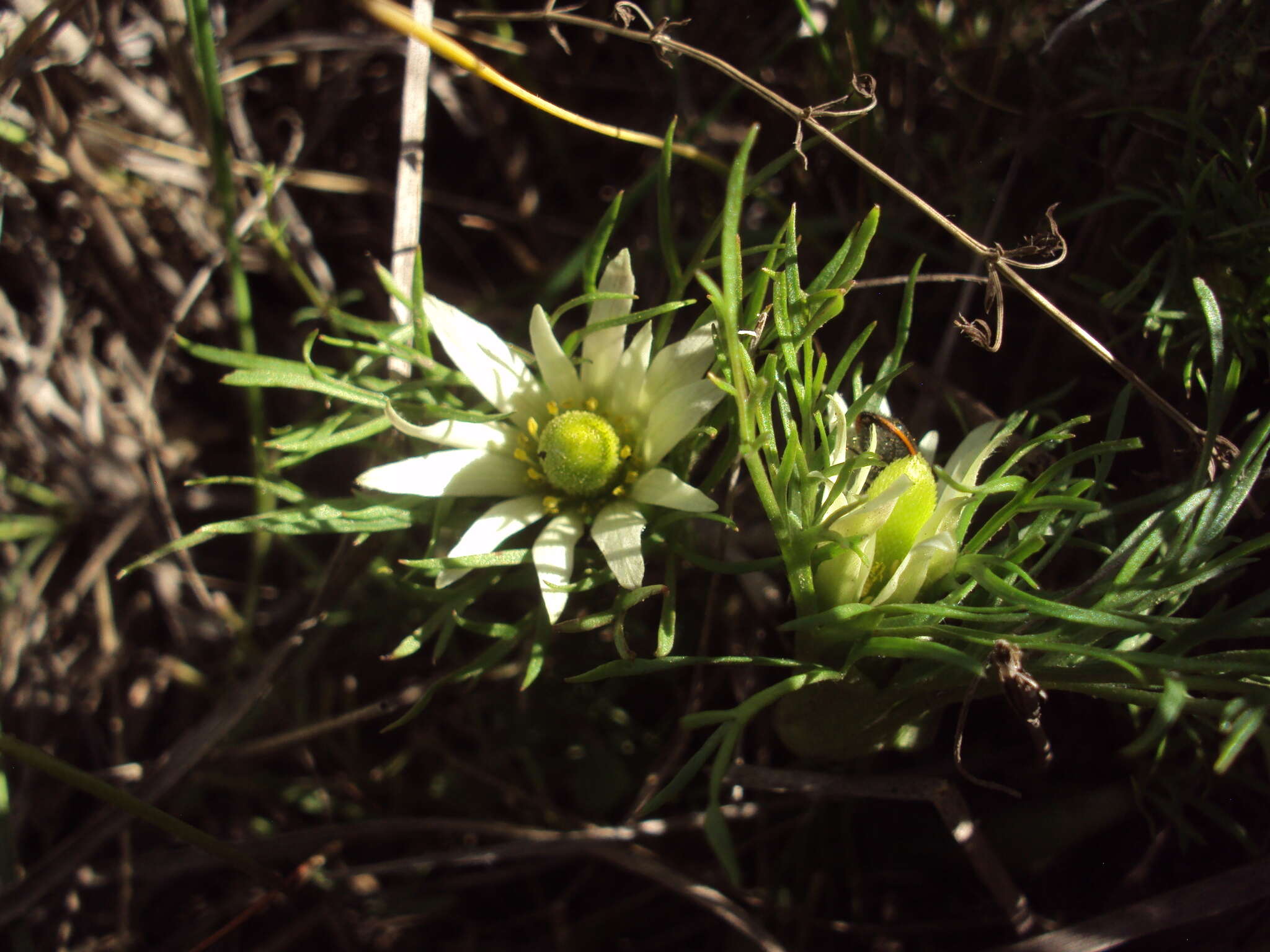 Imagem de Anemone decapetala Ard.