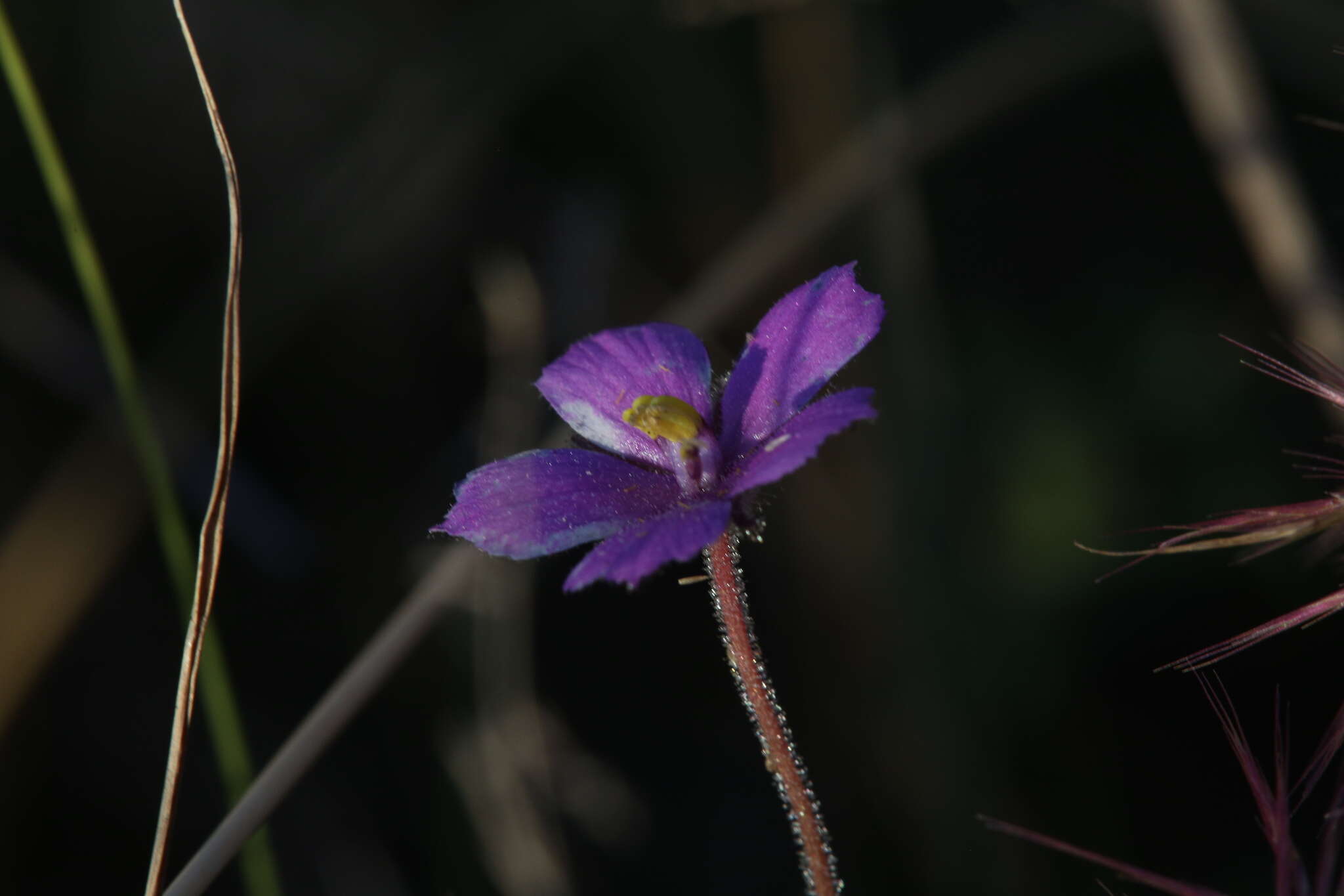 Image of Byblis filifolia Planch.