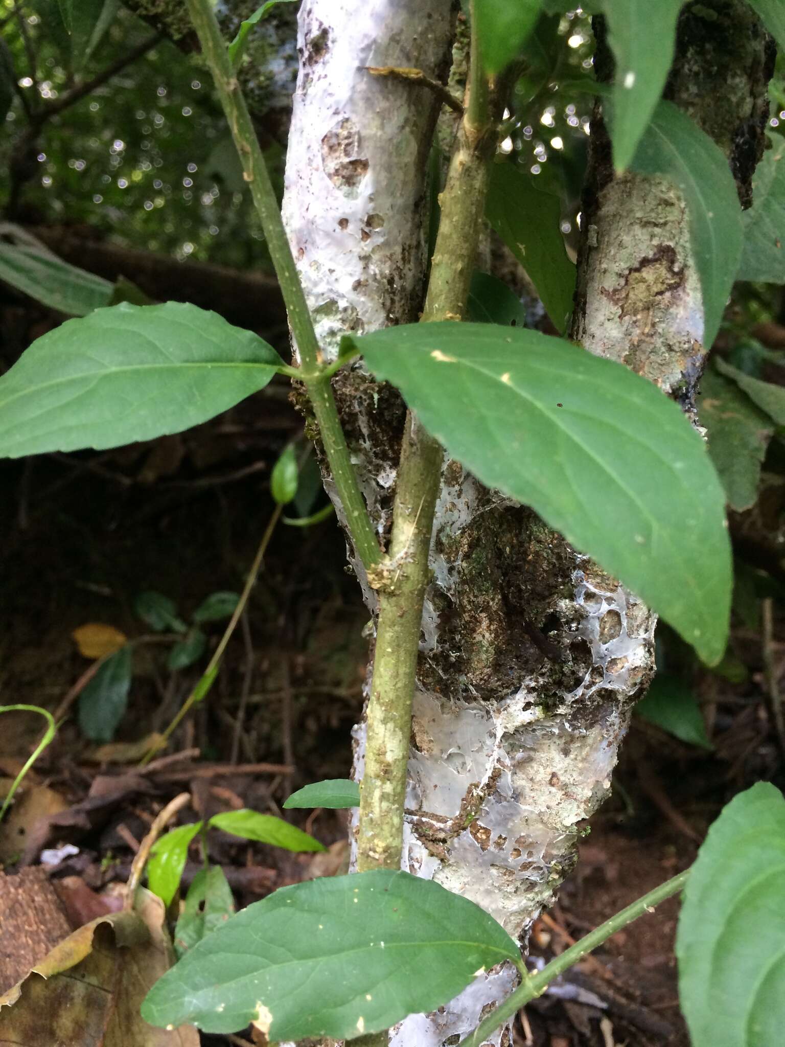 Pombalia bigibbosa (A. St.-Hil.) Paula-Souza resmi