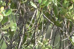 Image of Rufous-crowned Elaenia