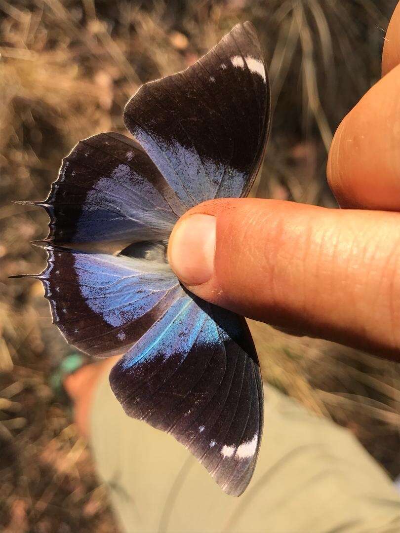 Charaxes bohemani Felder & Felder 1859的圖片