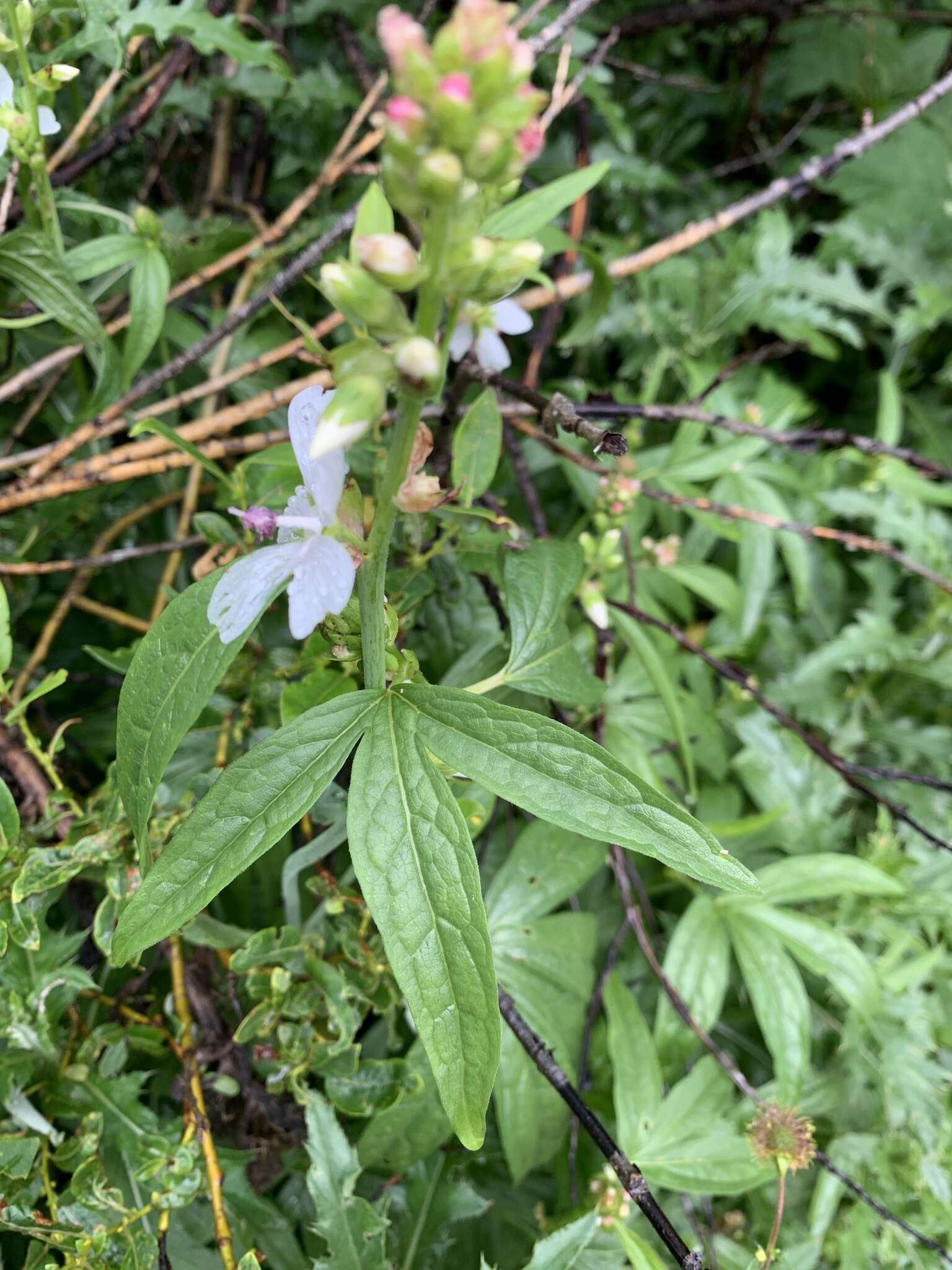 Sivun Sidalcea candida A. Gray kuva