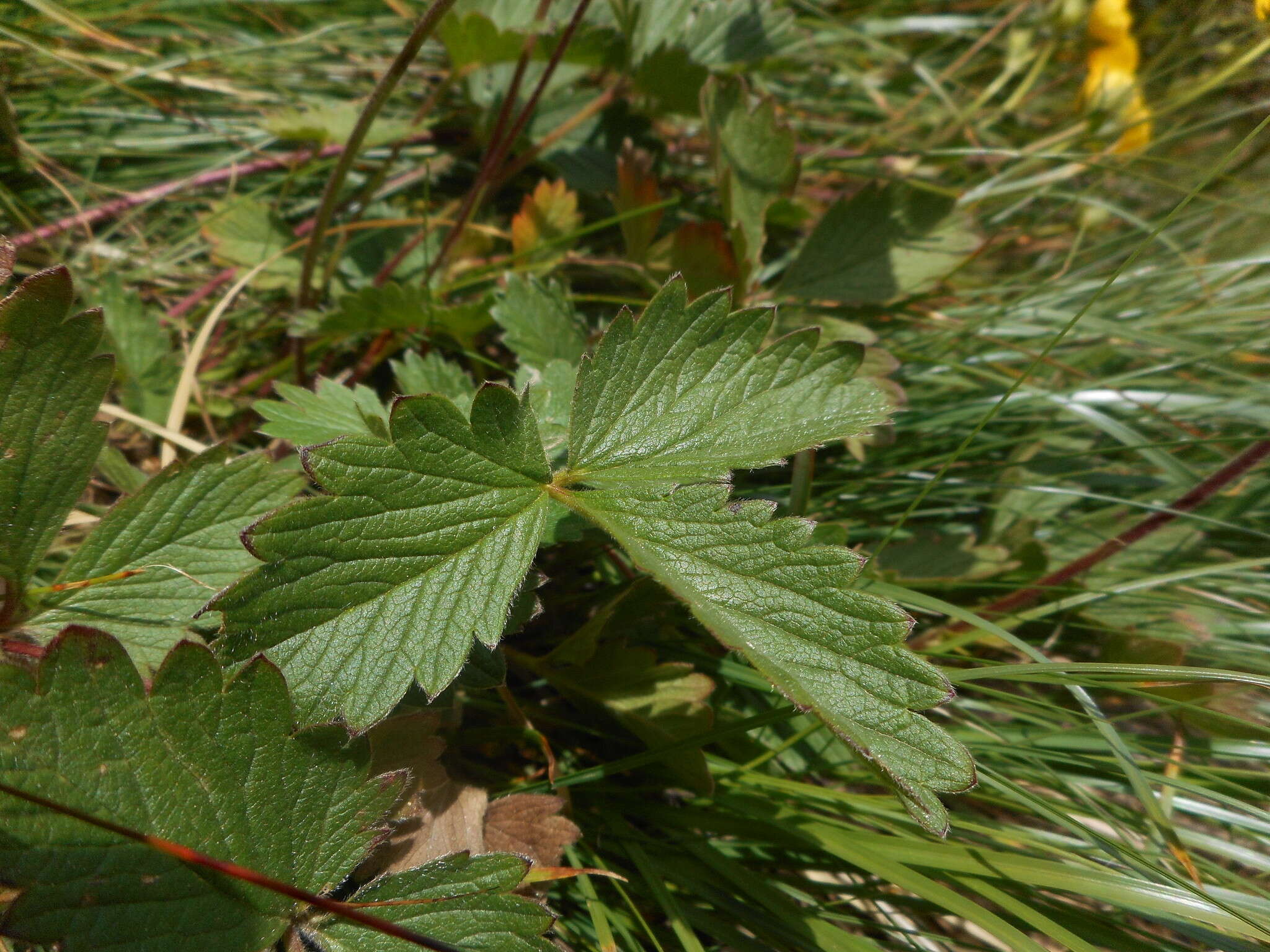 Image de Potentille à grandes fleurs