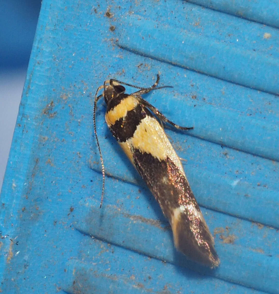 Image of Macrobathra chrysotoxa Meyrick 1886