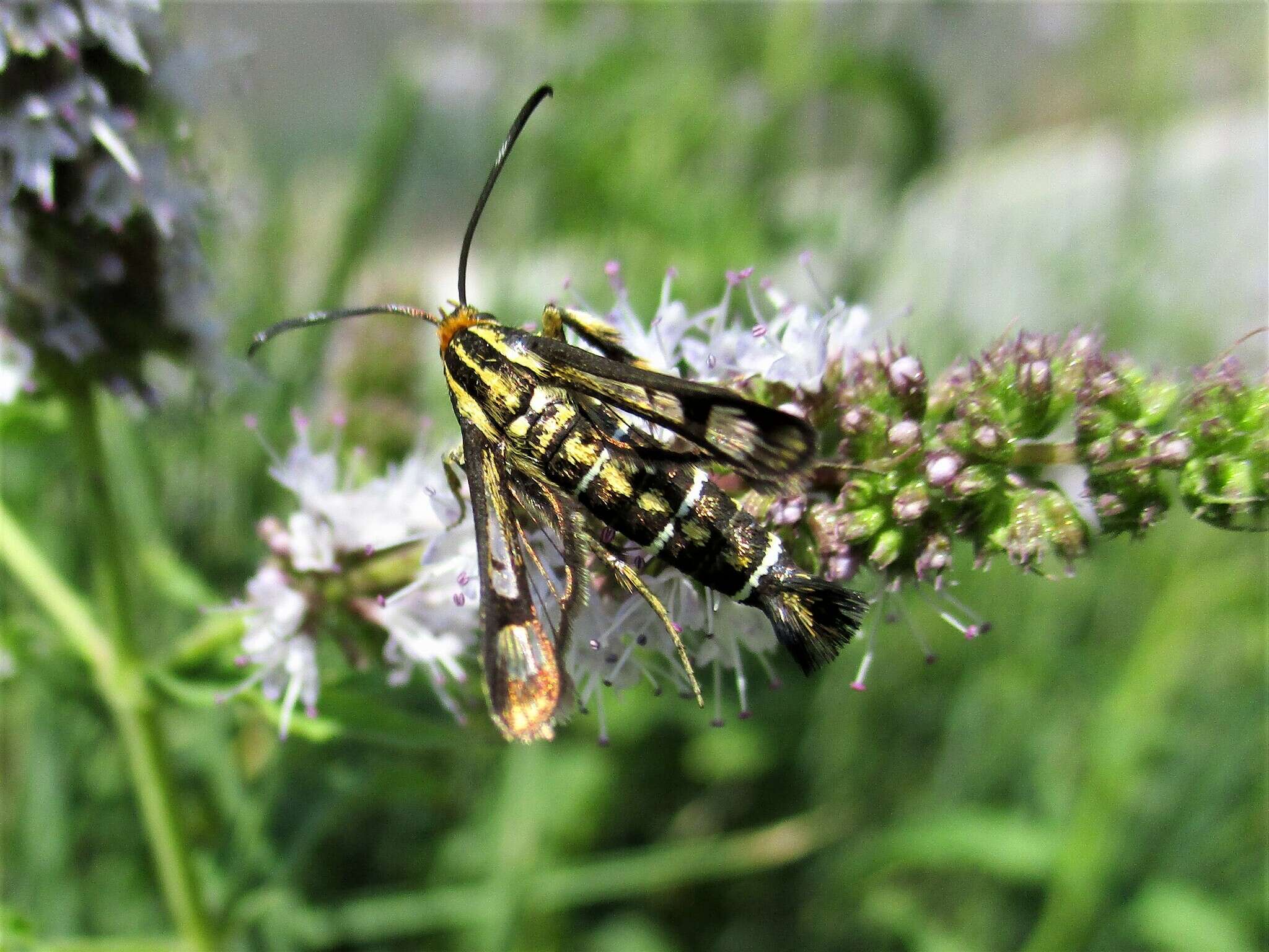 Image of Pyropteron triannuliformis (Freyer 1843)