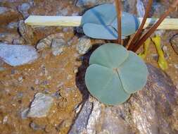 Sivun Oxalis magnifolia Dreyer, Roets & Oberl. kuva