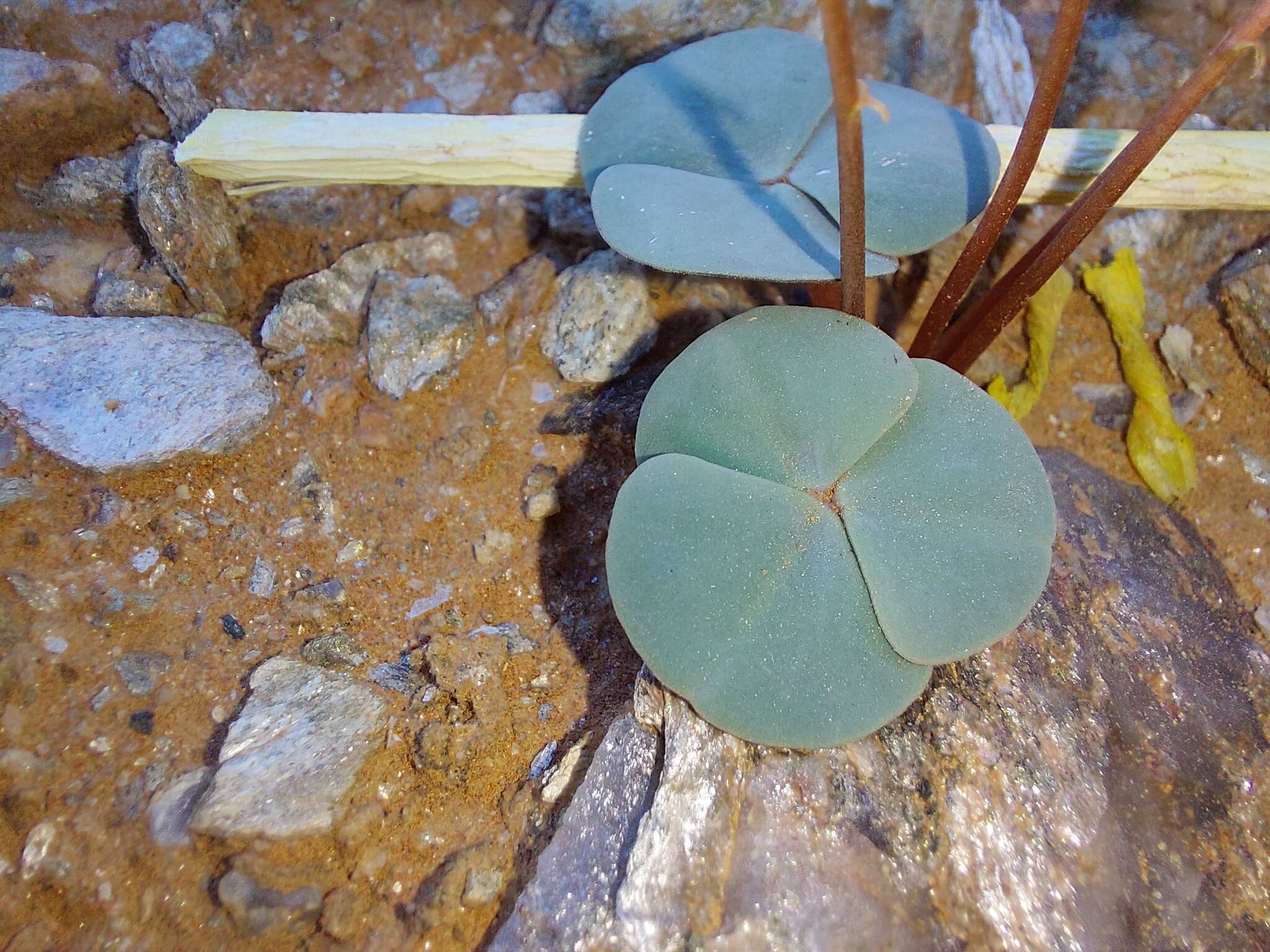 Sivun Oxalis magnifolia Dreyer, Roets & Oberl. kuva