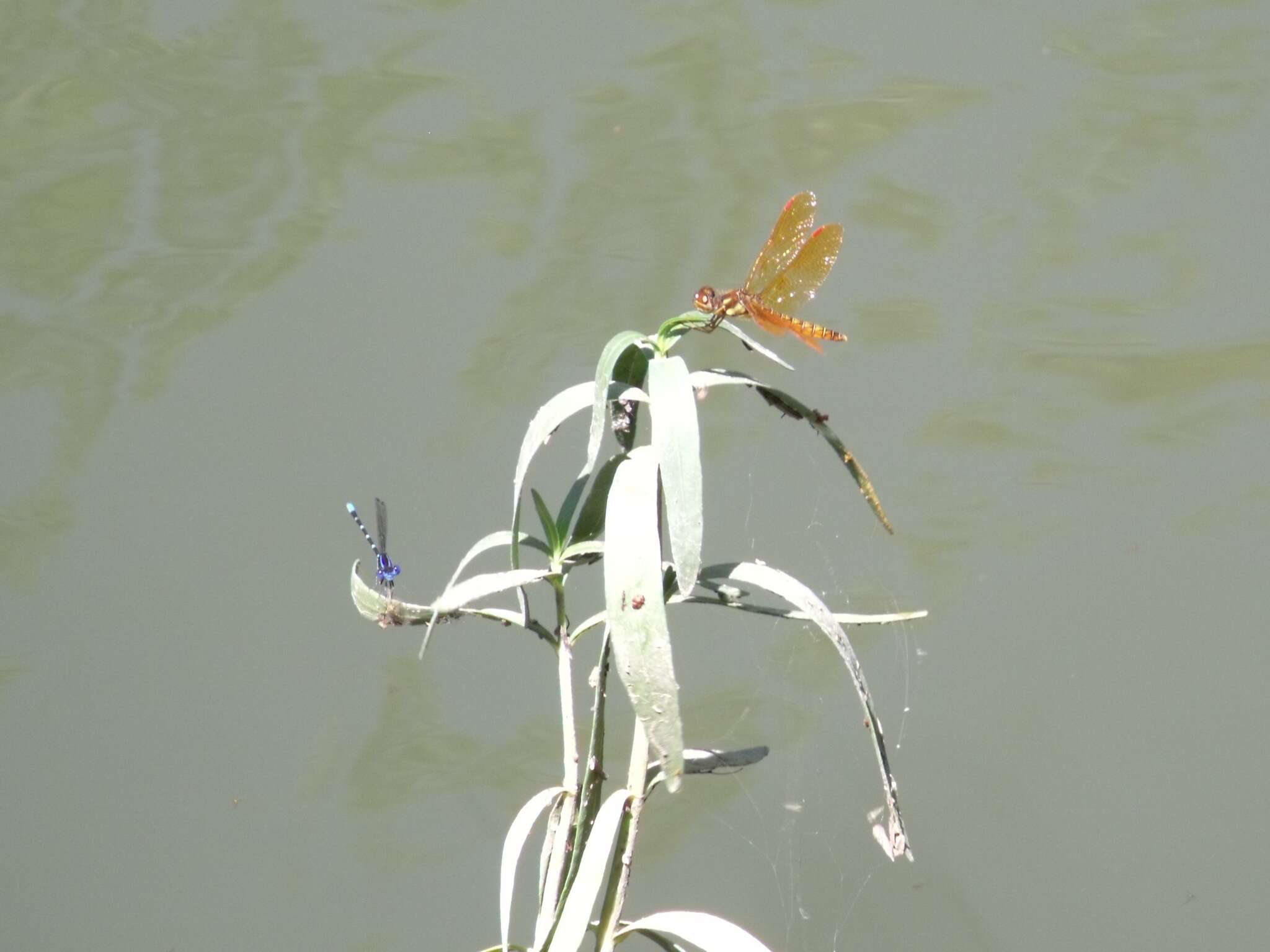 Image of Eastern Amberwing