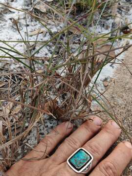 Image of gulf bluestem