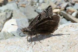 Image of Erynnis marloyi Boisduval 1832