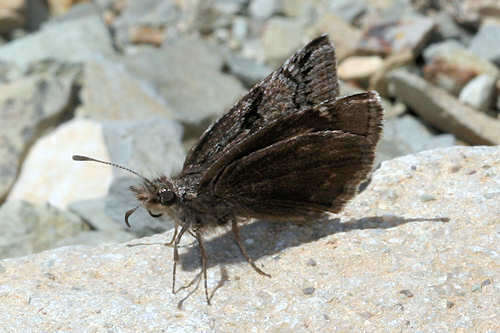 Imagem de Erynnis marloyi Boisduval 1832